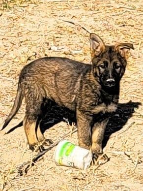 Exceptional Working Line German Shepherds for All Purposes media 4