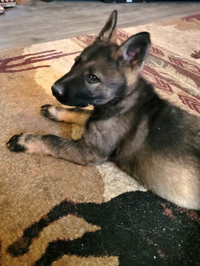 Exceptional Working Line German Shepherds for All Purposes media 5
