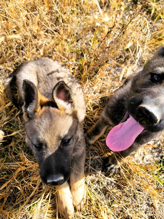 Exceptional Working Line German Shepherds for All Purposes media 6