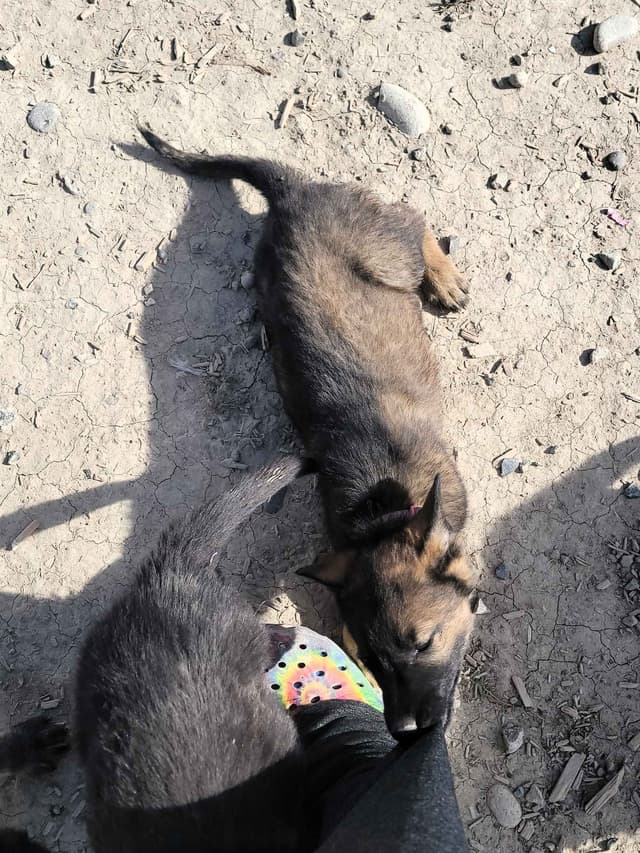 Exceptional Working Line German Shepherds for All Purposes media 7