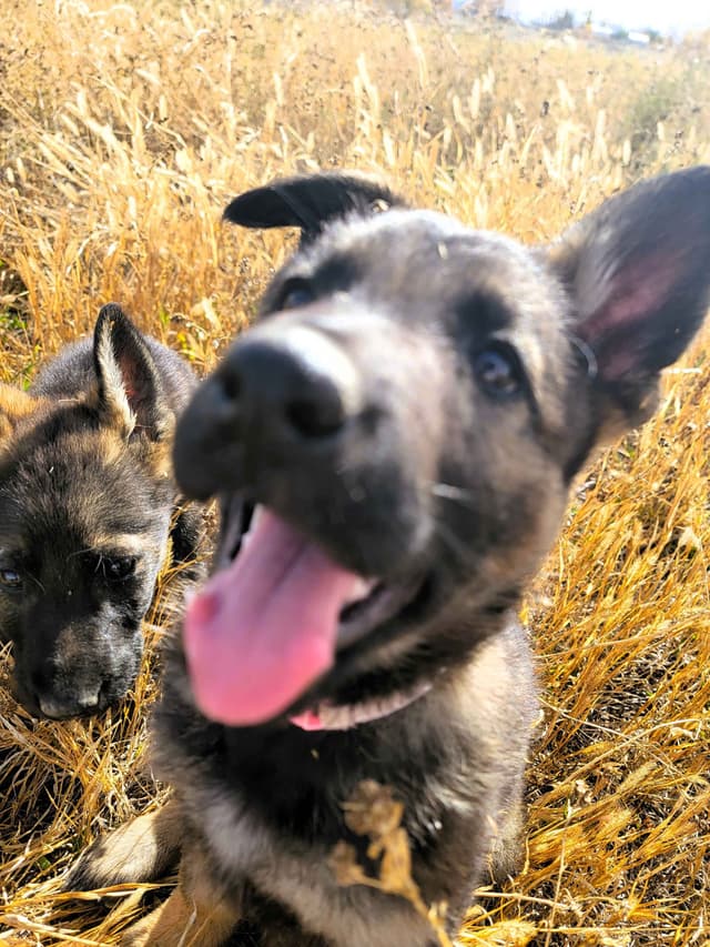 Exceptional Working Line German Shepherds for All Purposes media 8