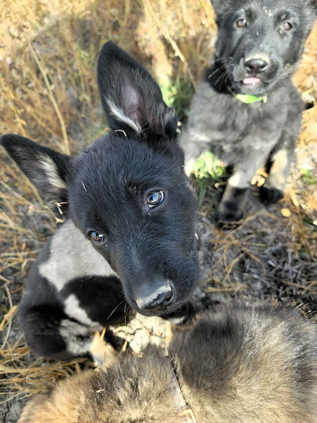Exceptional Working Line German Shepherds for All Purposes media 10