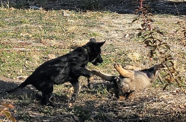 Exceptional Working Line German Shepherds for All Purposes media 11