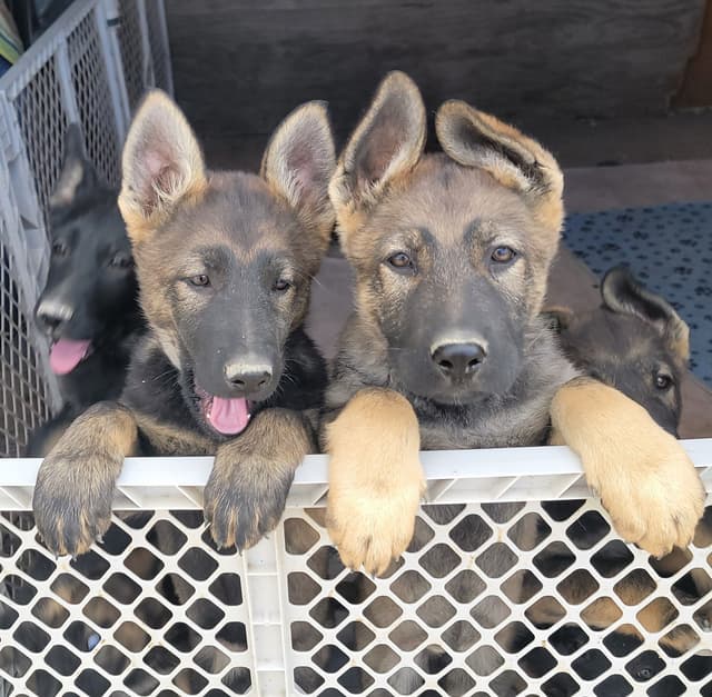 Exceptional Working Line German Shepherds for All Purposes media 13