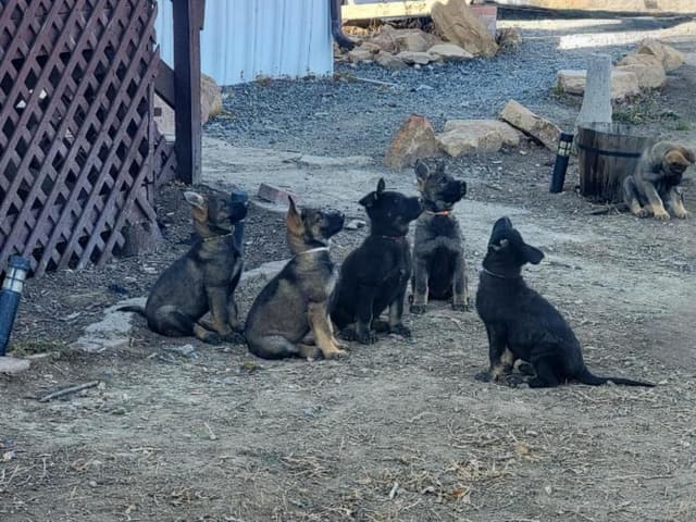 Exceptional Working Line German Shepherds for All Purposes media 14