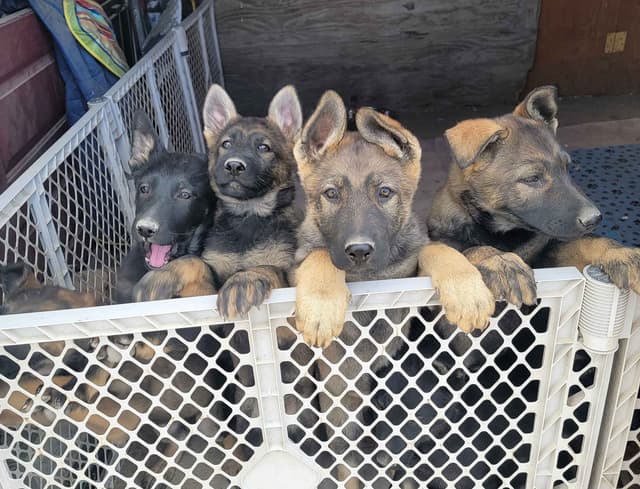 Exceptional Working Line German Shepherds for All Purposes media 15