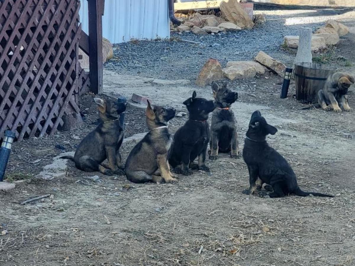 Exceptional Working Line German Shepherds for All Purposes breeder image 10