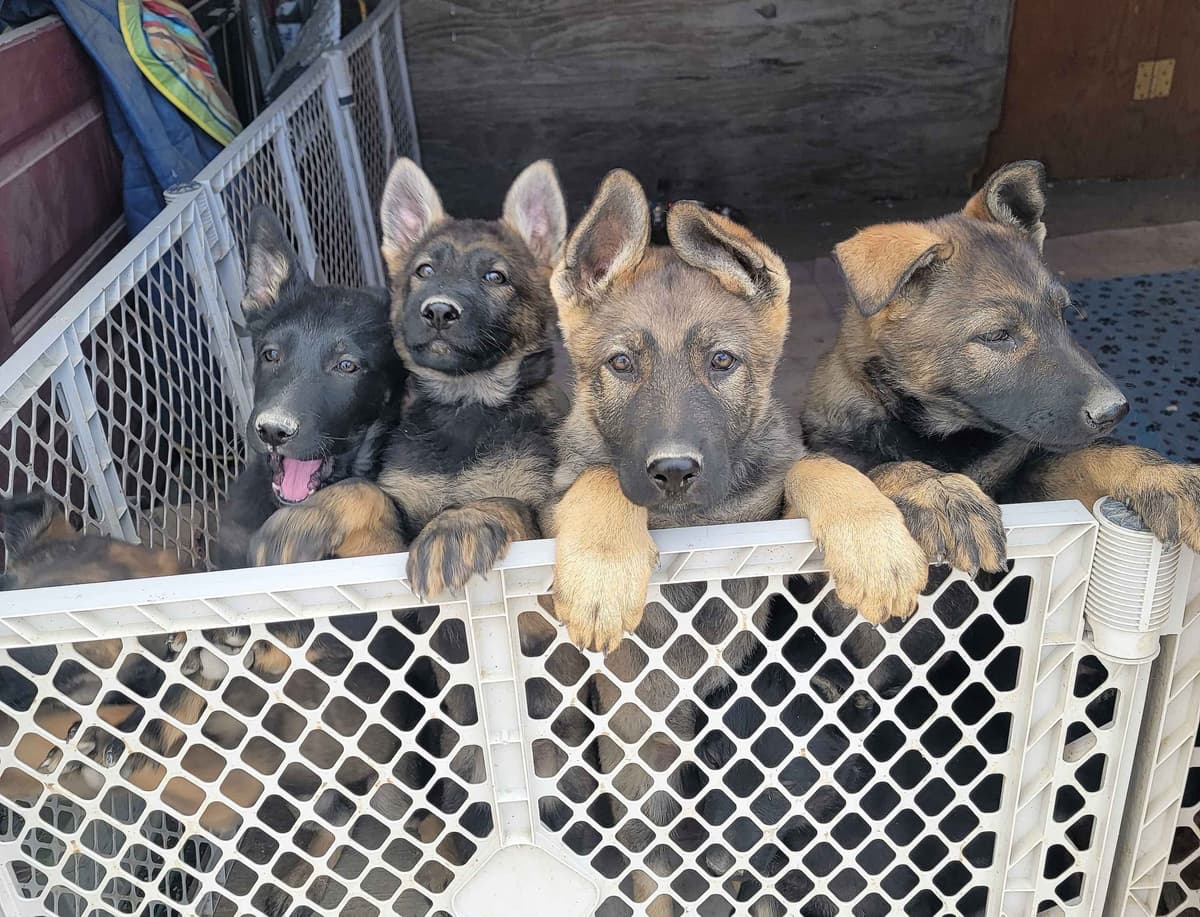 Exceptional Working Line German Shepherds for All Purposes breeder image 11