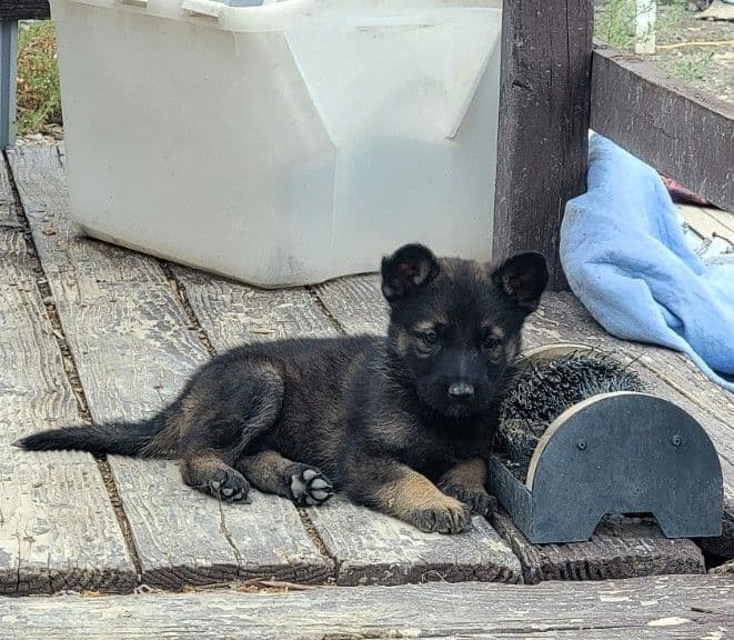 Exceptional Working Line German Shepherds for All Purposes breeder image 12