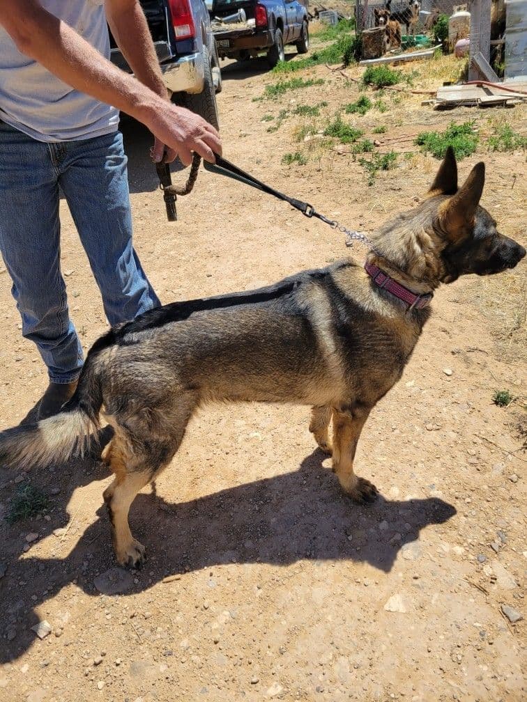 Exceptional Working Line German Shepherds for All Purposes breeder image 13