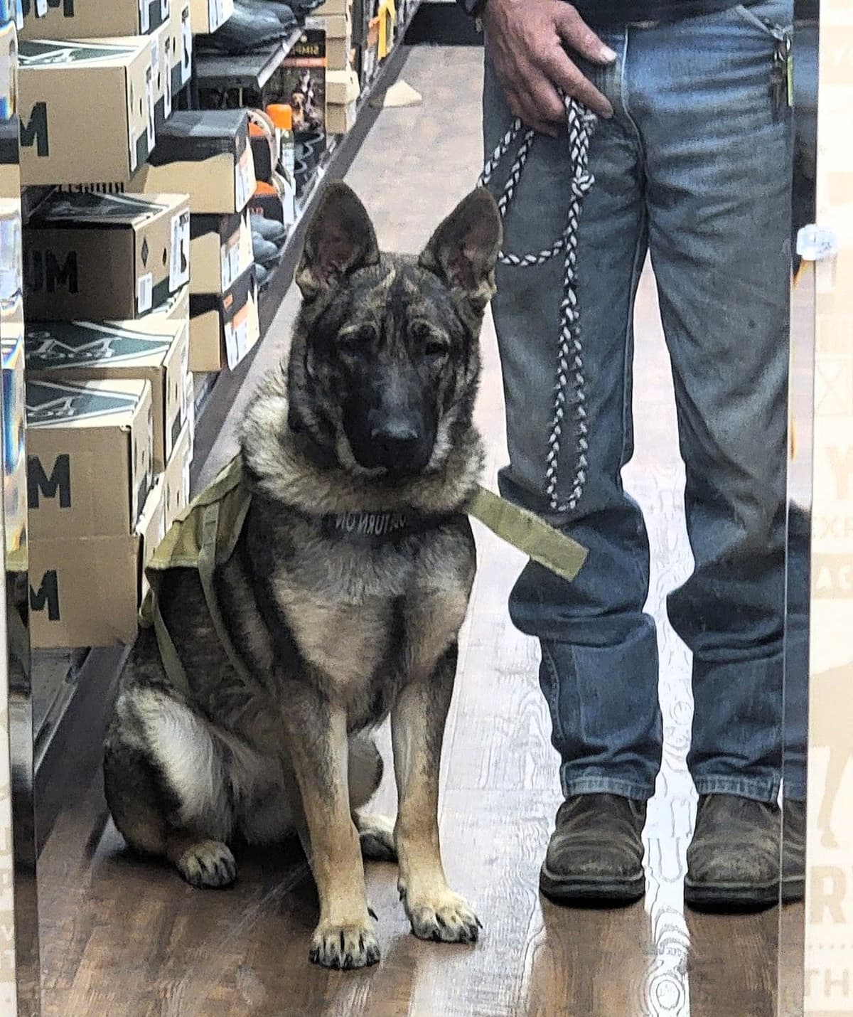 Exceptional Working Line German Shepherds for All Purposes breeder image 15