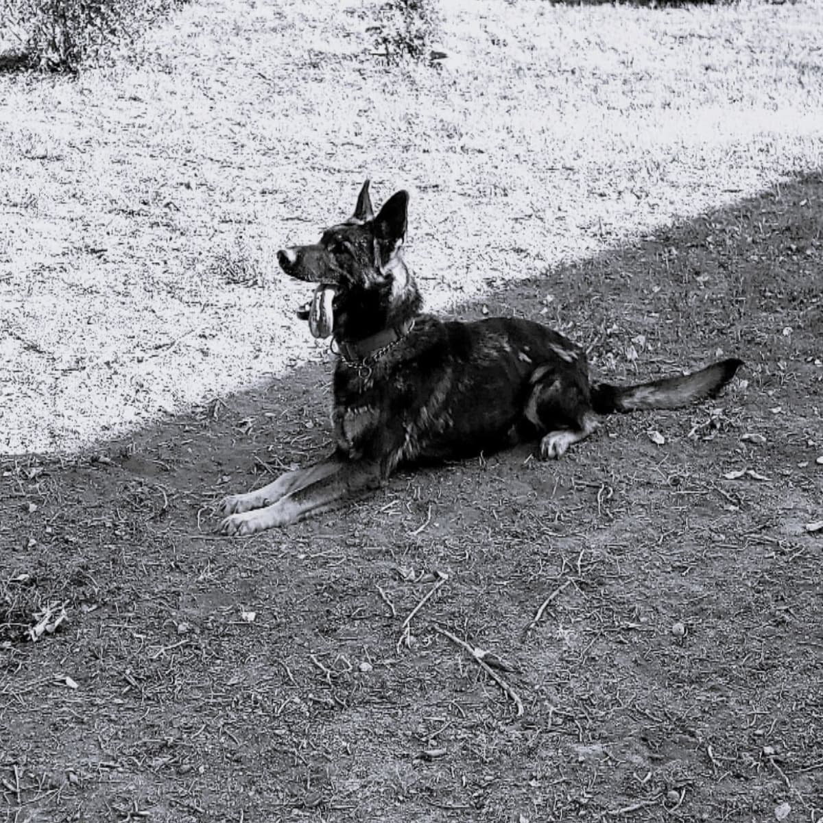 Exceptional Working Line German Shepherds for All Purposes breeder image 20