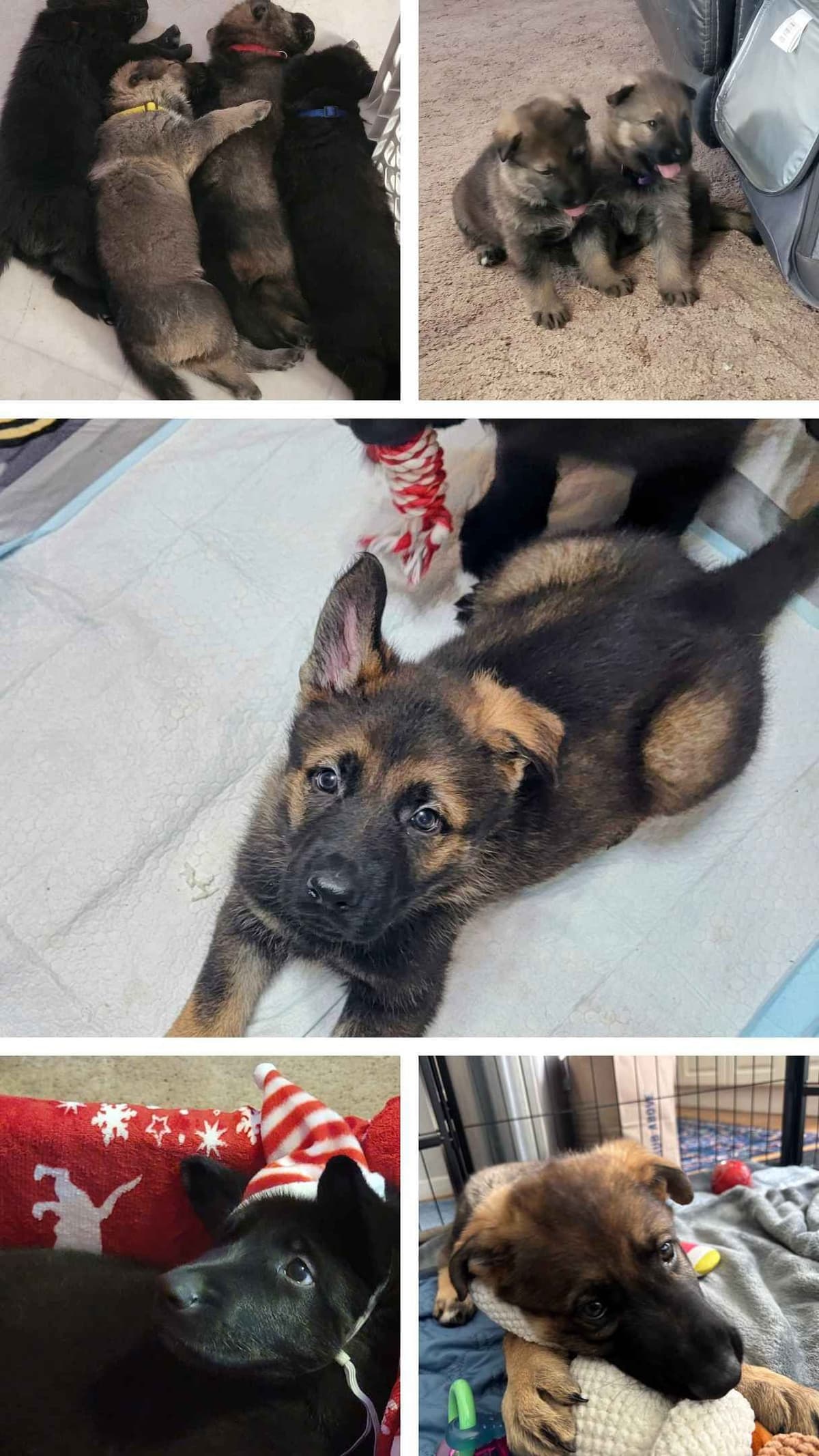 Exceptional Working Line German Shepherds for All Purposes breeder image 21