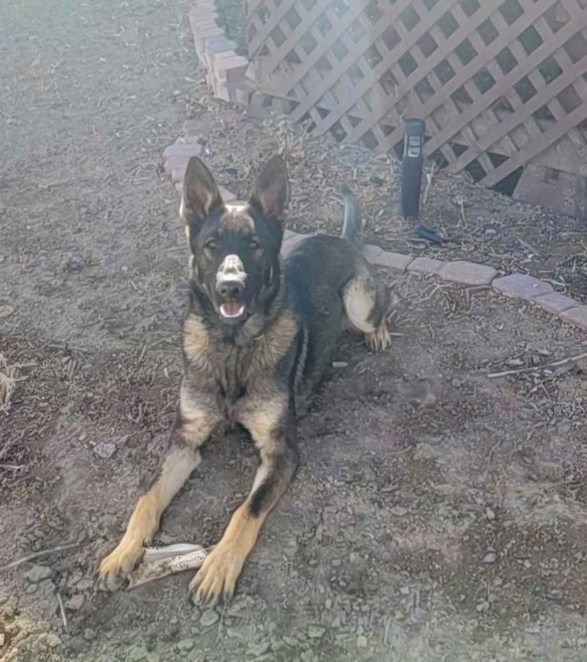 Exceptional Working Line German Shepherds for All Purposes breeder image 22
