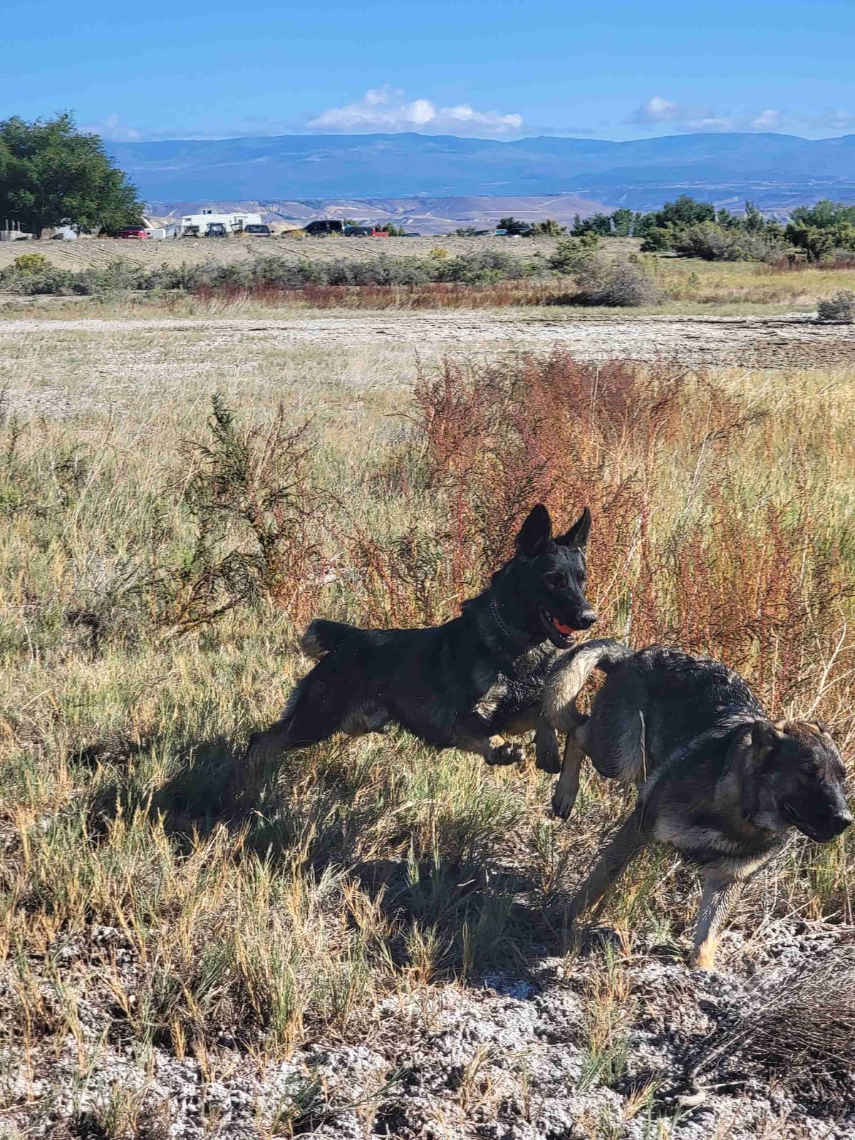 Exceptional Working Line German Shepherds for All Purposes breeder image 24