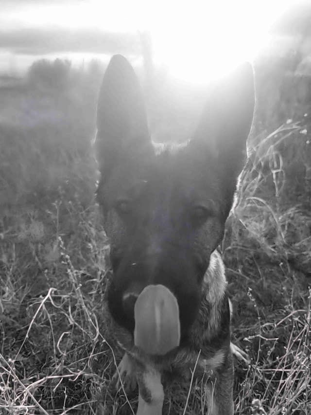 Exceptional Working Line German Shepherds for All Purposes media 16