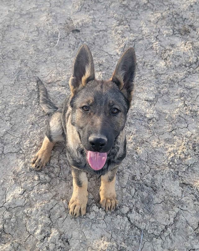 Exceptional Working Line German Shepherds for All Purposes media 17