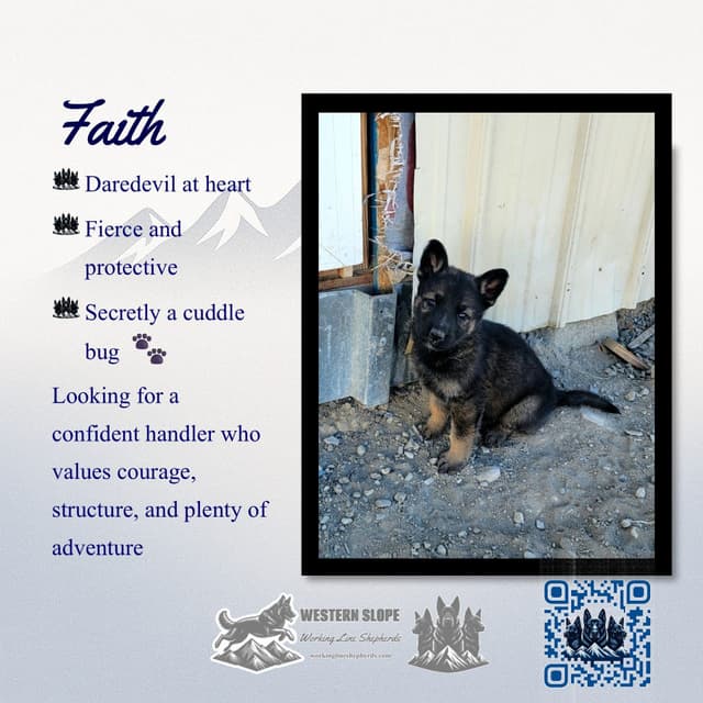 Exceptional Working Line German Shepherds for All Purposes media 19