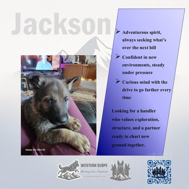 Exceptional Working Line German Shepherds for All Purposes media 20