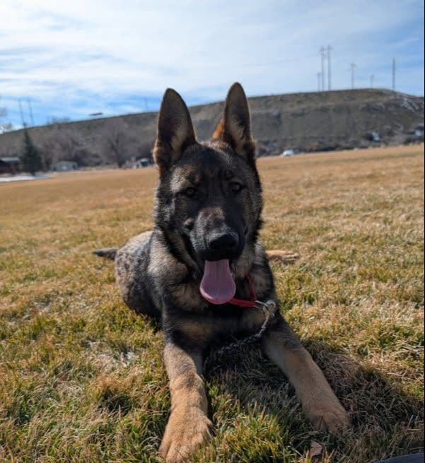 Exceptional Working Line German Shepherds for All Purposes breeder image 23