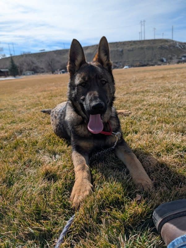 Exceptional Working Line German Shepherds for All Purposes media 24
