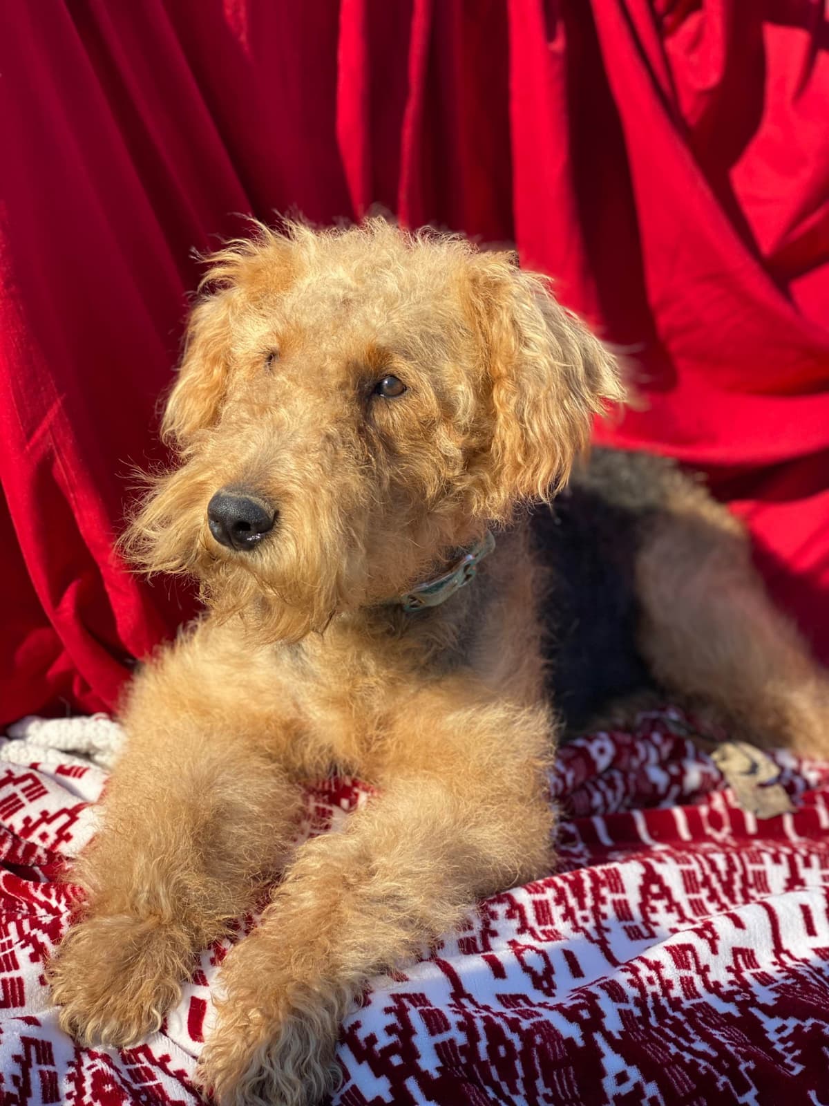 Airedale Terrier Puppies breeder image 1