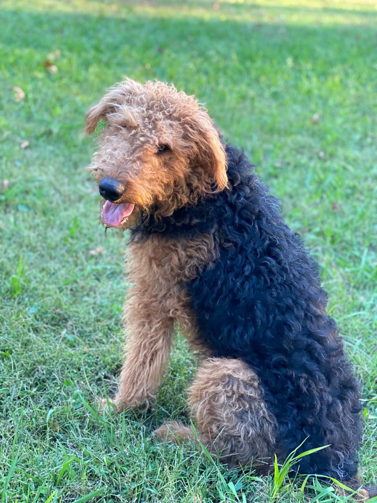 Airedale Terrier Puppies breeder image 4