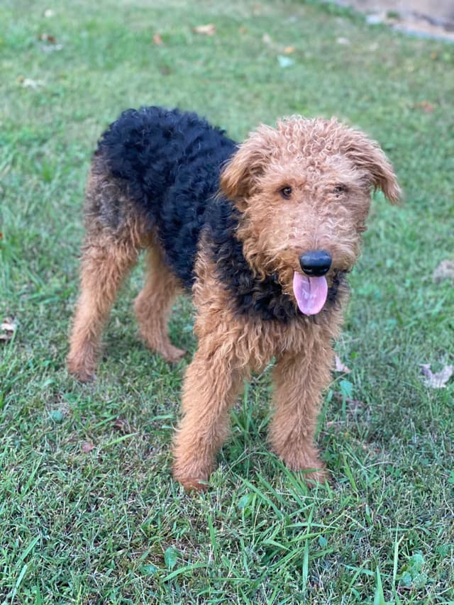 Airedale Terrier Puppies media 4