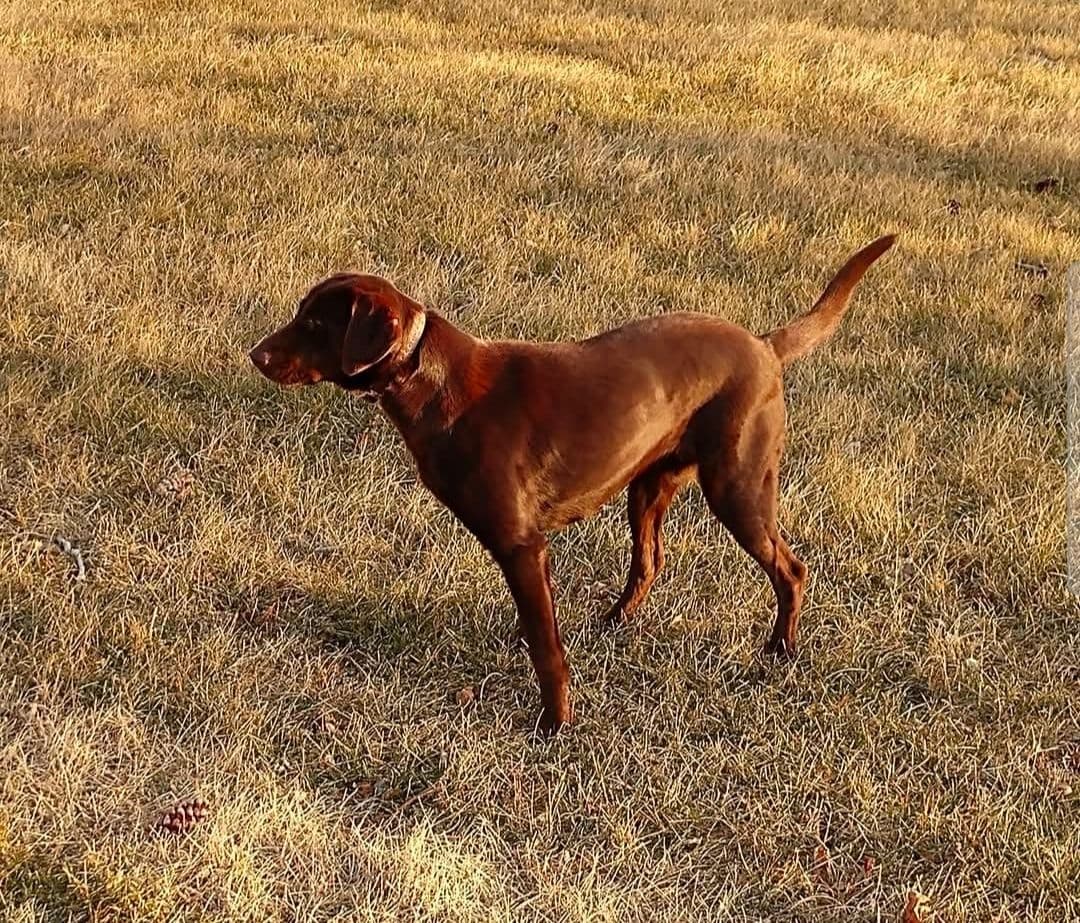 American Field Lab puppies breeder image 3