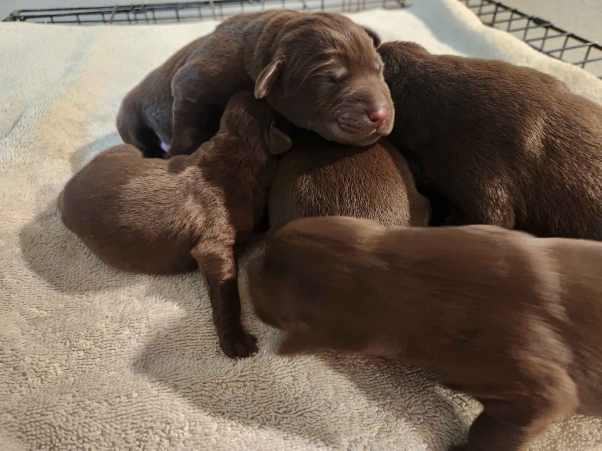 American Field Lab puppies breeder image 6