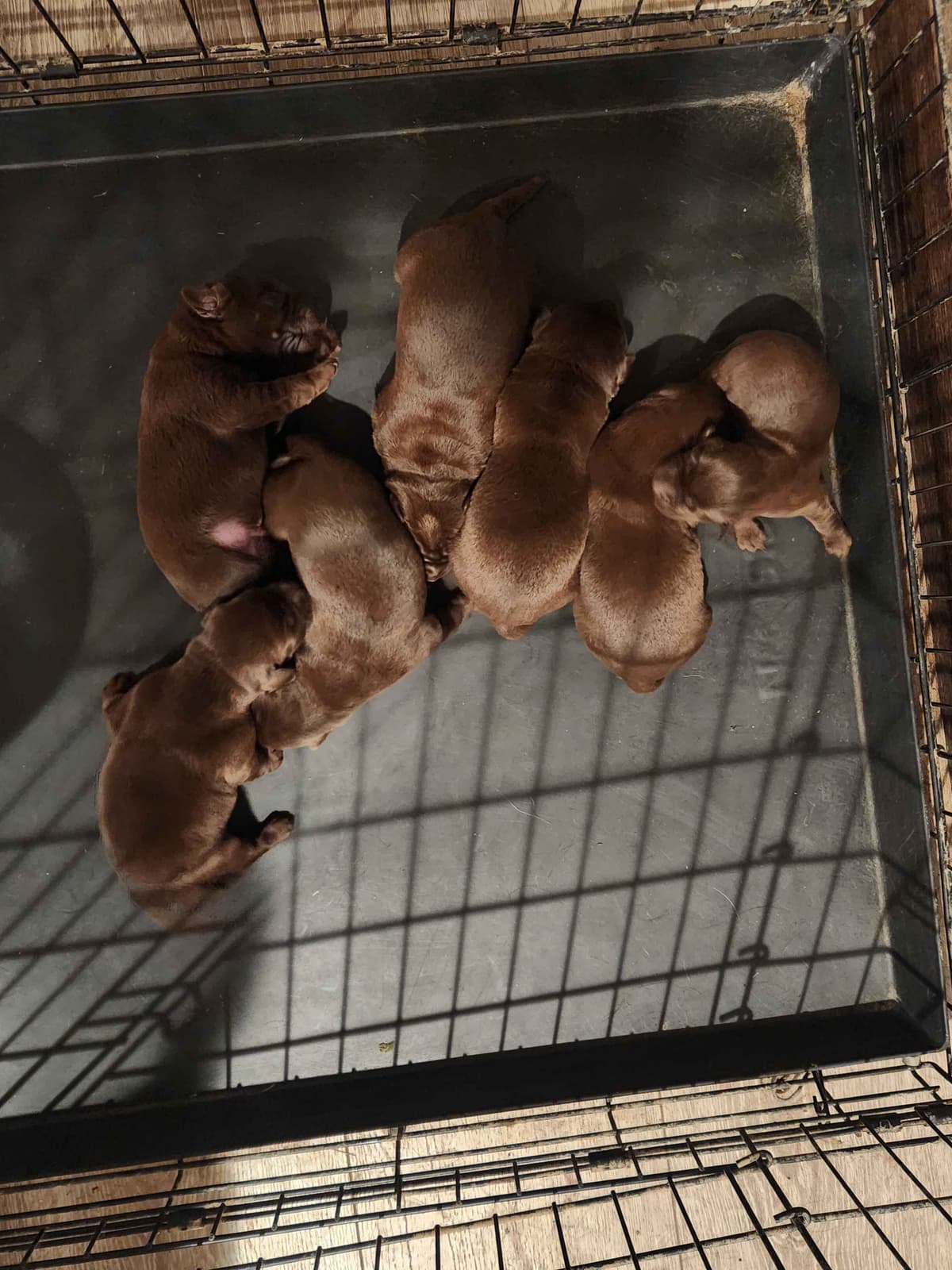 American Field Lab puppies breeder image 7