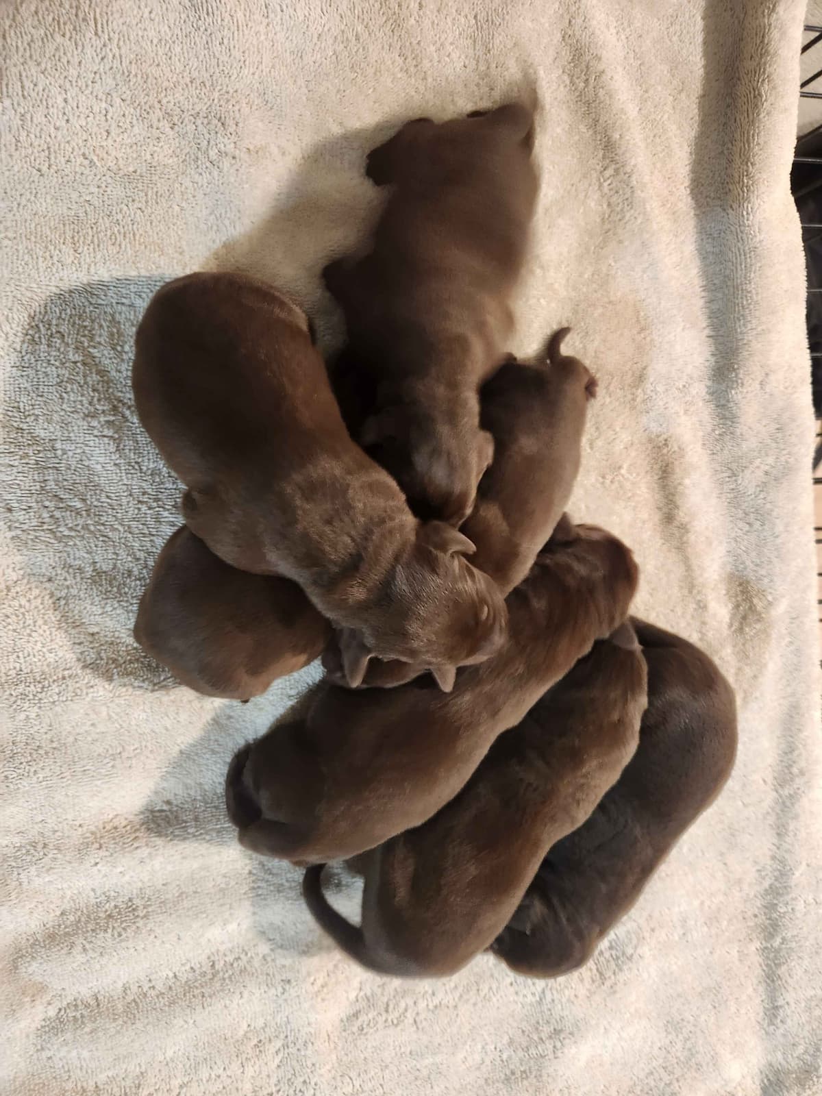 American Field Lab puppies breeder image 9