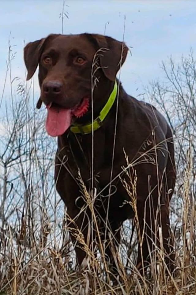 American Field Lab puppies media 2