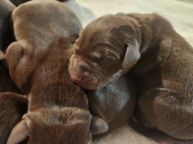 American Field Lab puppies media 4