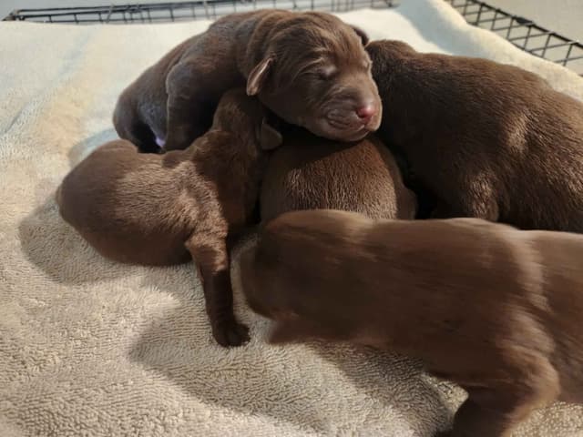 American Field Lab puppies media 5