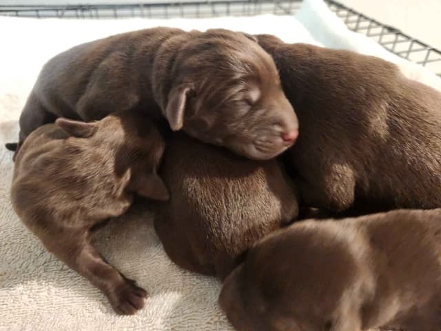 American Field Lab puppies media 7