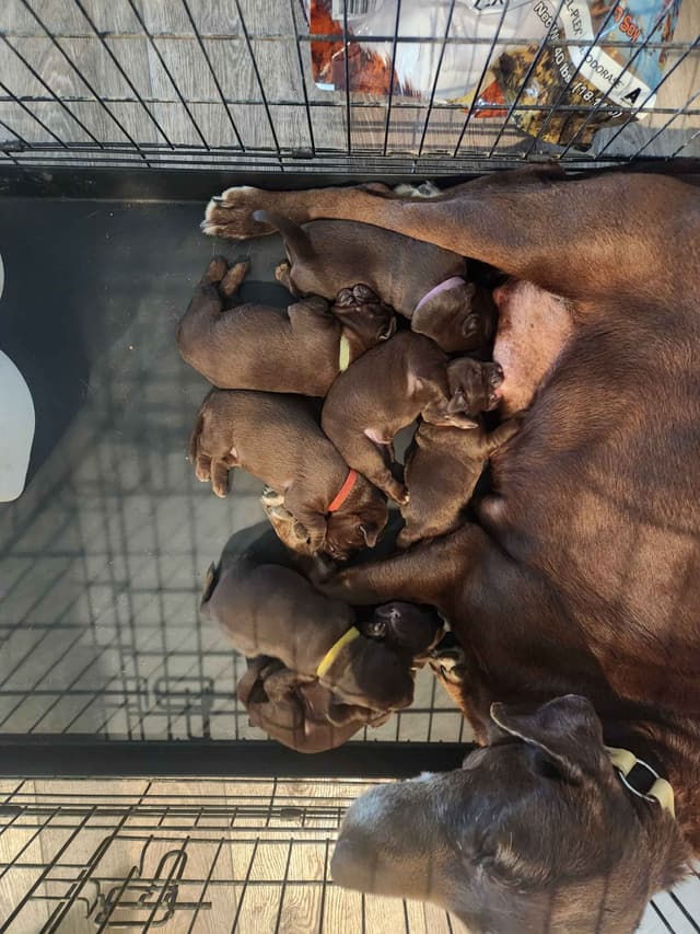 American Field Lab puppies media 9