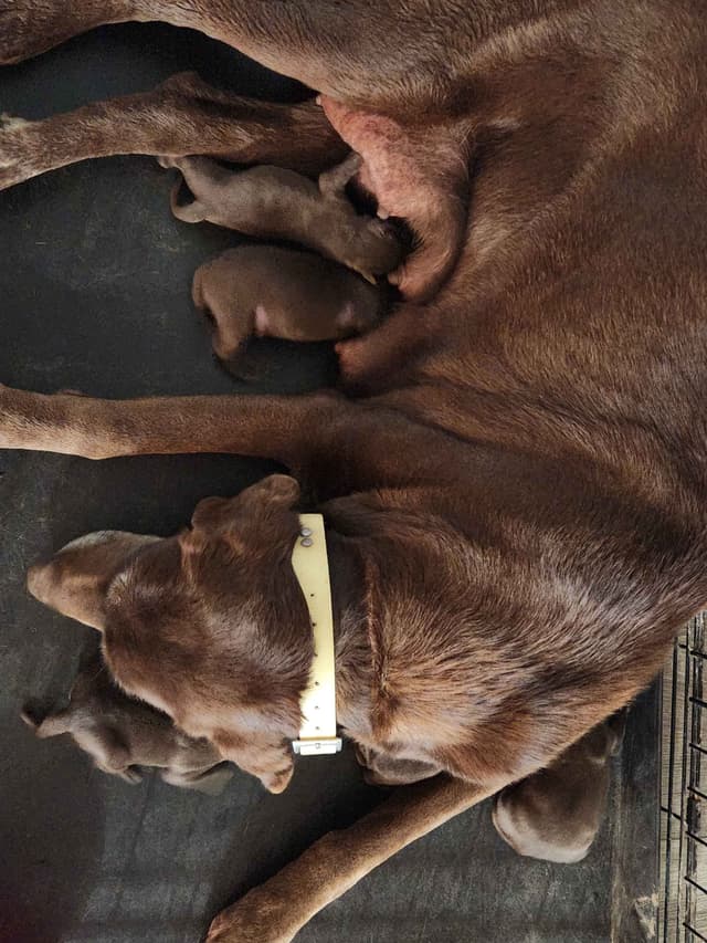 American Field Lab puppies media 10
