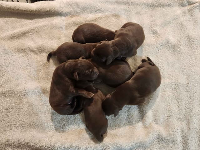 American Field Lab puppies media 11