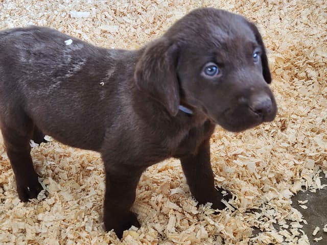 American Field Lab puppies media 12