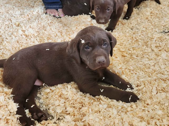 American Field Lab puppies media 13