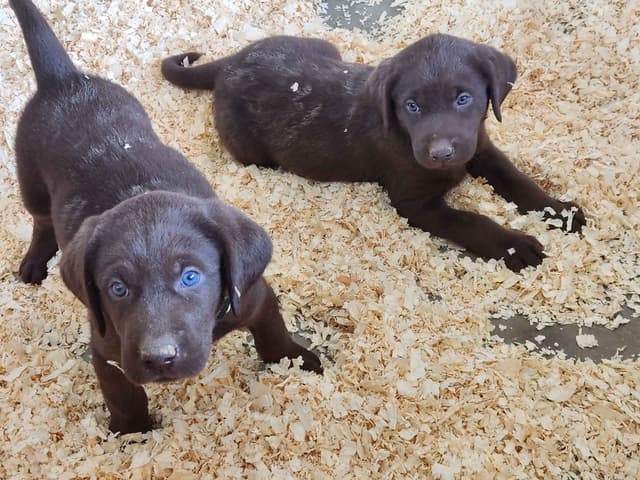 American Field Lab puppies media 14