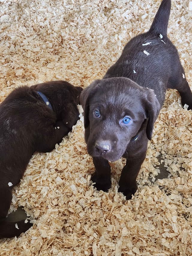 American Field Lab puppies media 15