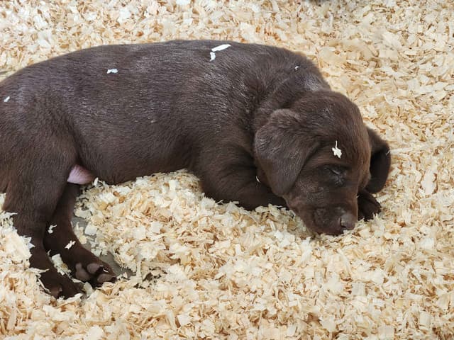 American Field Lab puppies media 16