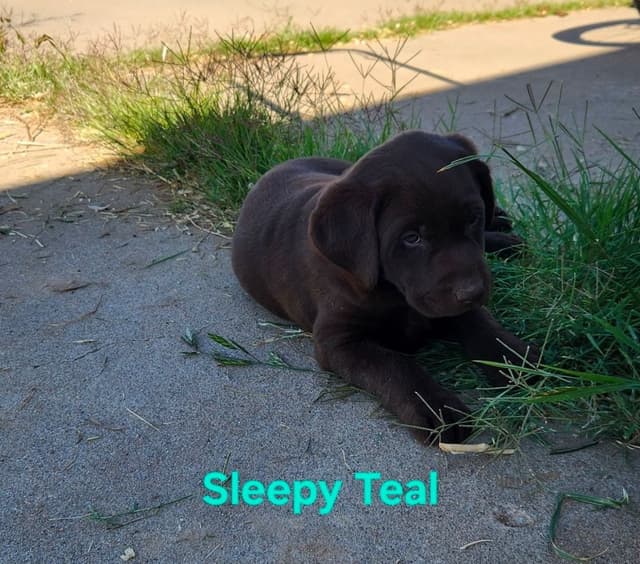 American Field Lab puppies media 17