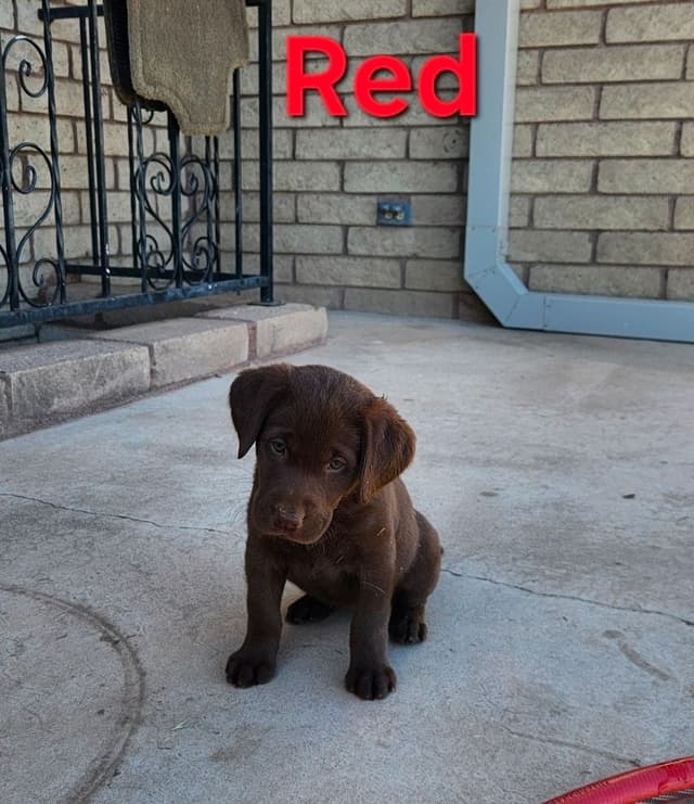 American Field Lab puppies media 18