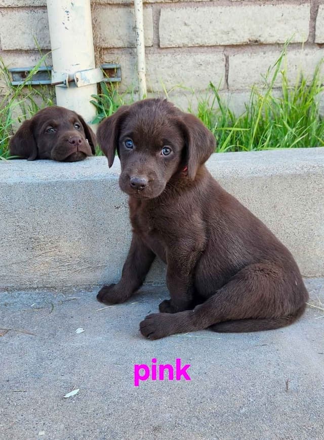 American Field Lab puppies media 19