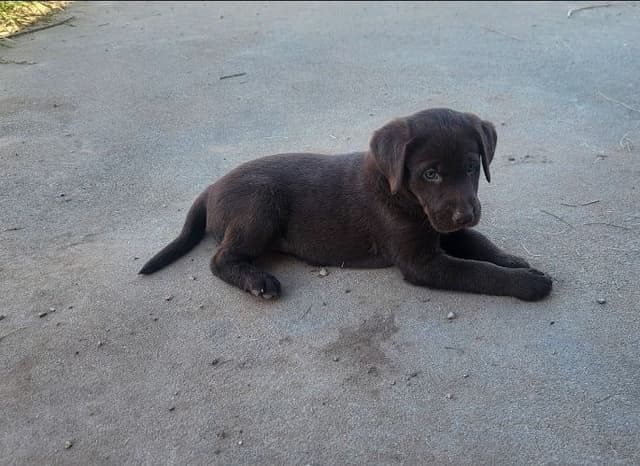 American Field Lab puppies media 20