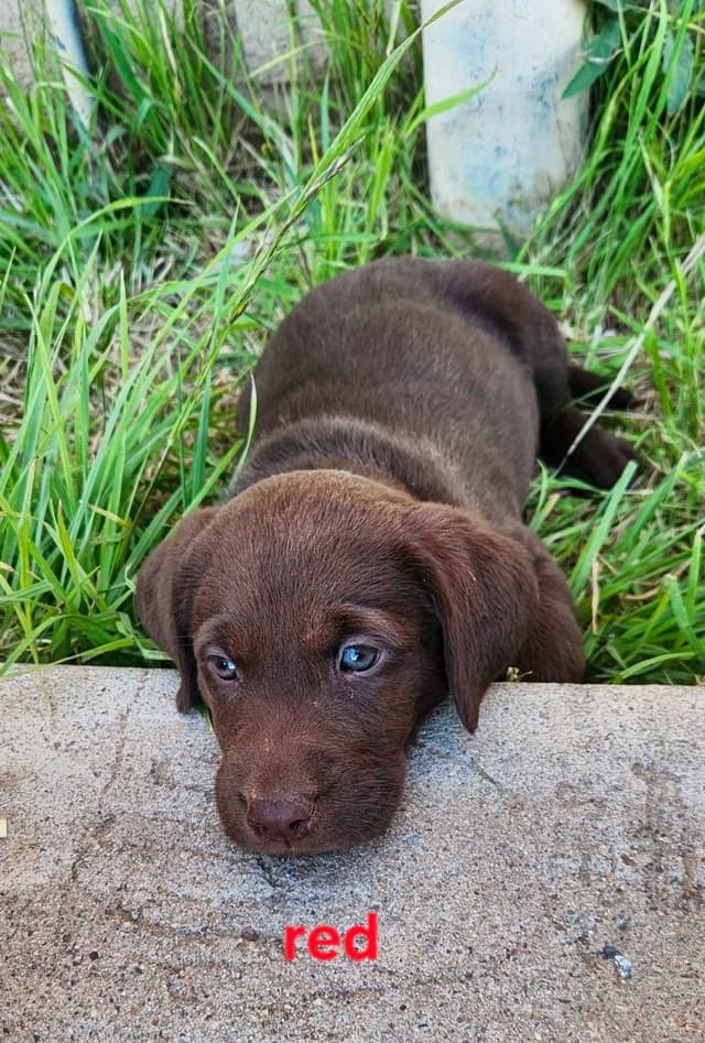 American Field Lab puppies media 21
