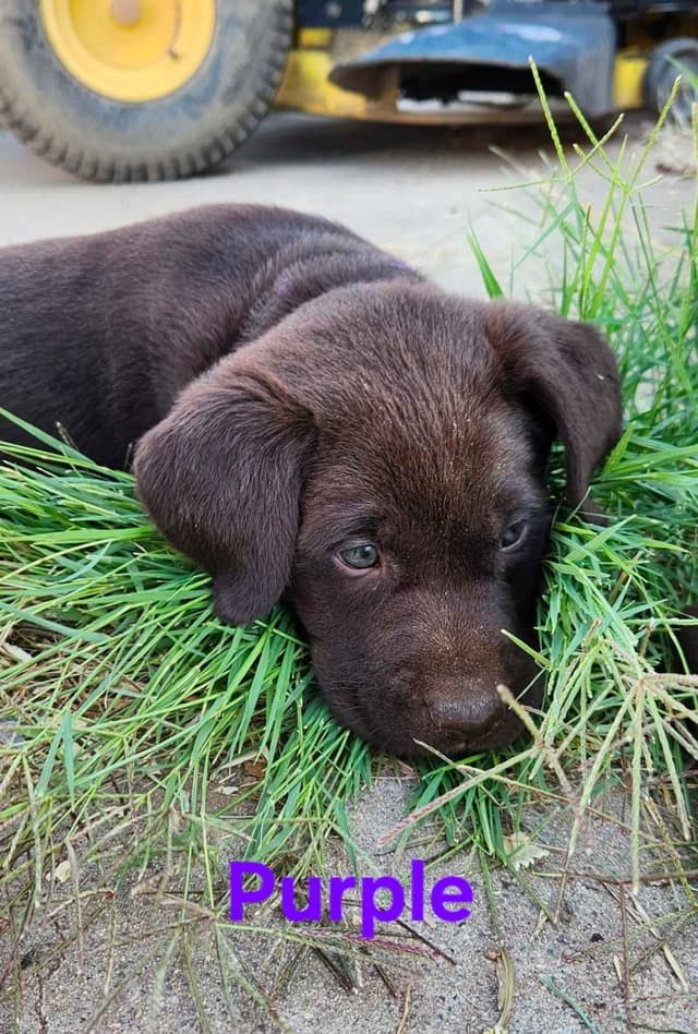 American Field Lab puppies media 22